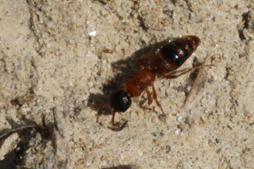 Réf. 214 801 : Myrmosa atra